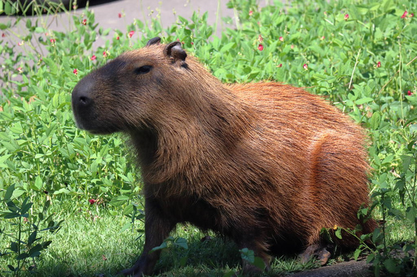 Capybara, Hydrochoerus hydrochaeris, eats grass.High quality photo - Photo, Image