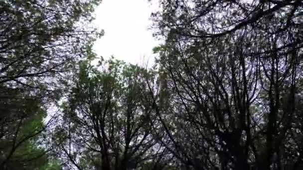dichten dunklen Wald Pinienwälder, Toskana Italien. Drohnen. Hochwertiges 4k Filmmaterial - Filmmaterial, Video