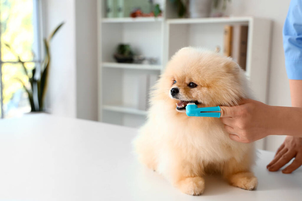 Veterinario cepillado dientes de perro Pomeranian durante el procedimiento de higiene dental en la clínica - Foto, Imagen