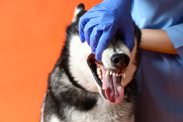 Veterinární zubní vyšetření sibiřského husky psa na oranžovém pozadí - Fotografie, Obrázek