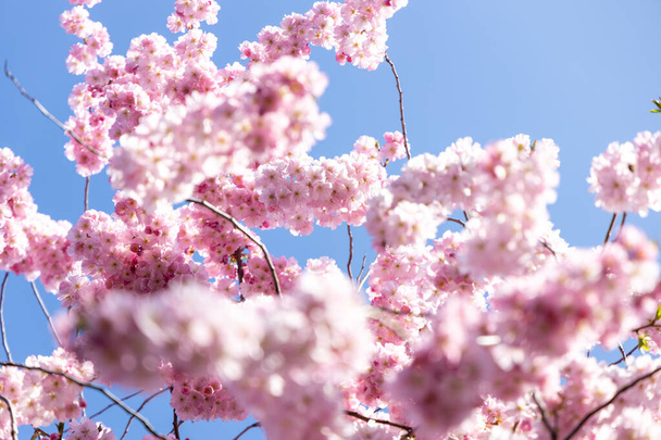 Floraison de cerisiers au printemps en Allemagne
 - Photo, image