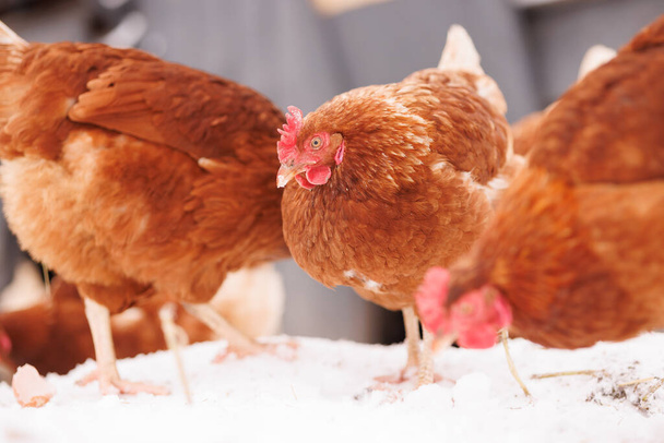 kippen eten voer en graan op een eco-pluimveebedrijf in de winter, scharrelkippenbedrijf - Foto, afbeelding