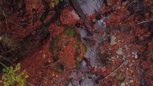Sonbahar ormanında ağaçların arasında uçmak. Yüksek kalite 4k görüntü - Video, Çekim