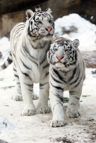 dva bílí tygři - Fotografie, Obrázek