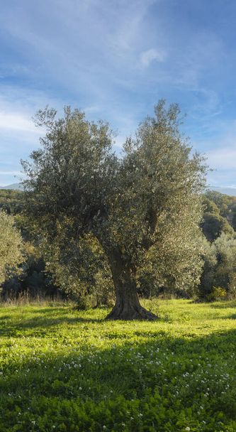 Śródziemnomorskie drzewo oliwne w Bolgheri, Toskania, Włochy. Świeckie drzewo oliwne w zimie, po przycinaniu - Zdjęcie, obraz