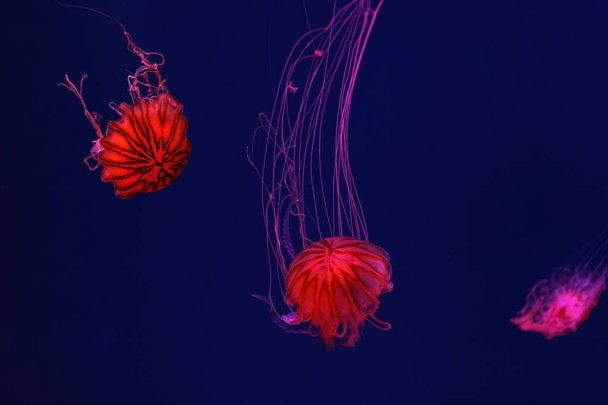 Fluorescent μέδουσες κολύμπι υποβρύχια πισίνα ενυδρείου με κόκκινο φως νέον. Η ιαπωνική τσουκνίδα χρυσόρα pacifica σε μπλε νερό, ωκεανός. Θεολογία, βιοποικιλότητα, υποθαλάσσια ζωή, υδρόβιος οργανισμός - Φωτογραφία, εικόνα