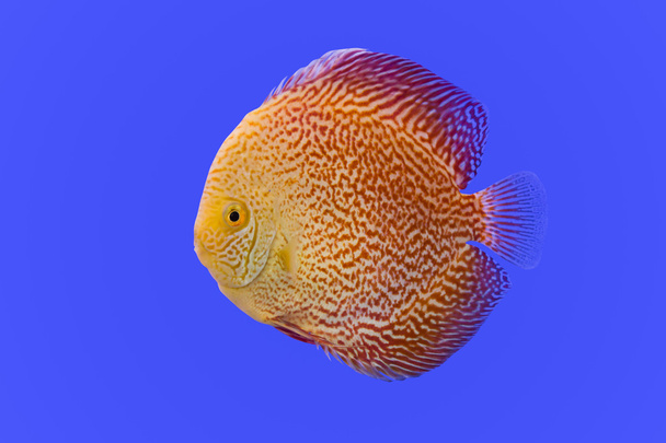 pompadour hal - Fotó, kép