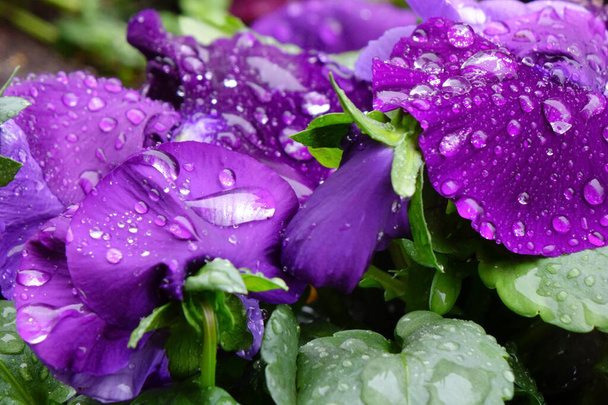 Водяні краплі, витончені фіолетові труси мокрі з краплями, і гарні пелюстки - Фото, зображення