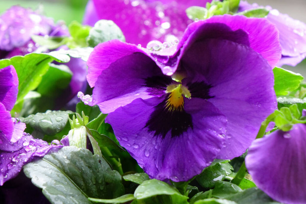 Water droplets, the grace of purple pansies wet with raindrops, and pretty petals - Photo, Image