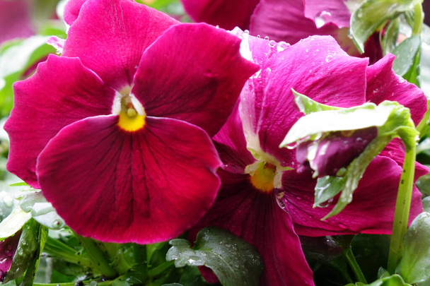 Water droplets, the elegance of red-red pansies wet with raindrops, and pretty petals. - Photo, Image