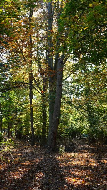 Les belles et colorées feuilles sur les arbres en automne - Photo, image