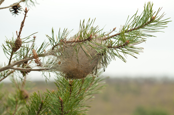 A larve a hernyó pina COCON - Fotó, kép