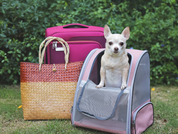 Ritratto di cane marrone chihuahua capelli corti in piedi in zaino pet carrier su erba verde con accessori da viaggio, bagaglio rosa e borsa intrecciata. - Foto, immagini