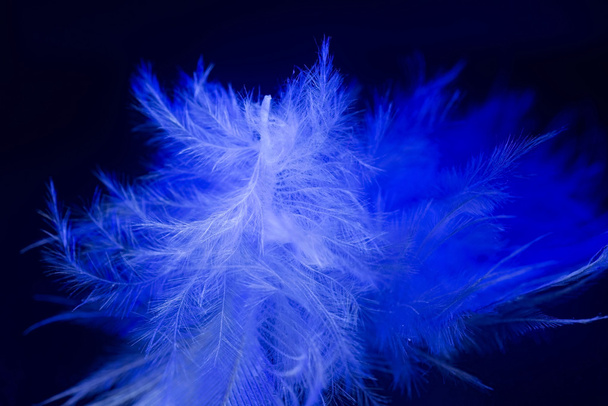 feather - Photo, Image