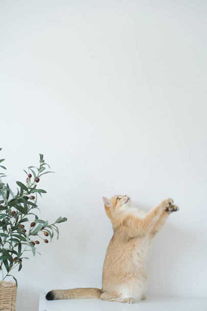 золотой британский кот котенок стоять и играть с чувством удовольствия в гостиной - Фото, изображение