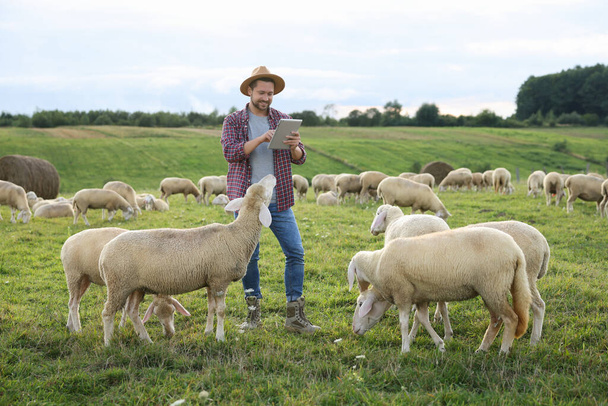 Lächelnder Mann mit Tablette umgeben von Schafen auf Weide auf Bauernhof - Foto, Bild