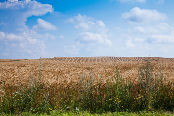 小麦畑 - 写真・画像