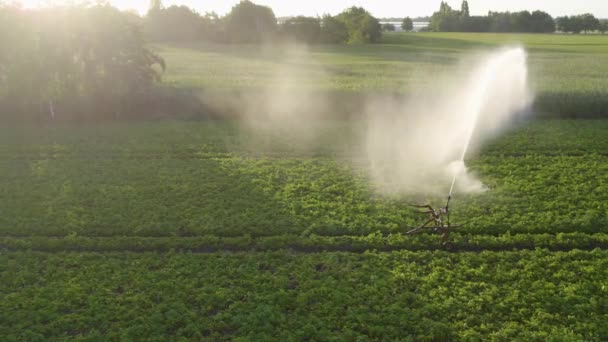 Esta filmagem capta a essência da agricultura moderna com um sistema de irrigação automatizado regando uma terra vibrante e verde. Os tons dourados do nascer do sol iluminam sutilmente a cena - Filmagem, Vídeo