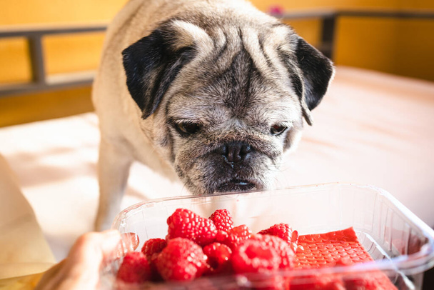 Pug Curiosity täyttää terveelliset valinnat: Ravitsevan koiran ruokavalion tutkiminen vadelmilla. Koirat ja marjat - Valokuva, kuva