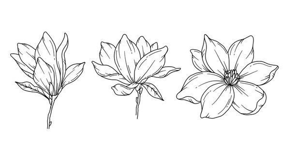 マグノリアライン図面。 ブラックとホワイトフローラルブーケ。 フラワーカラーリングページ。 フローラルラインアート。 ファインライン マグノリアイラスト。 手描きした花. 植物カラーリング。 結婚式の招待状の花 - ベクター画像