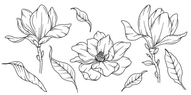 Magnolia Line Drawing. Ramos florales en blanco y negro. Página para colorear flor. Floral Line Art. Ilustración de línea fina Magnolia. Flores hechas a mano. Colorear botánico. Invitación boda flores - Vector, Imagen