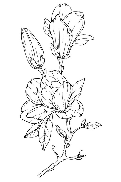 Magnolia Line Drawing. Black and white Floral Bouquets. Flower Coloring Page. Floral Line Art. Fine Line Magnolia  illustration. Hand Drawn flowers. Botanical Coloring. Wedding invitation flowers - Vector, Image