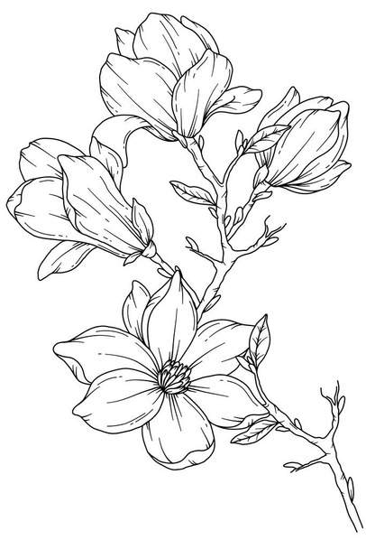Σχέδιο γραμμής Μανόλια. Μαύρο και άσπρο Floral Μπουκέτα. Σελίδα χρωματισμού λουλουδιών. Floral Line Art. Εικόνα Fine Line Magnolia. Χειροποίητα λουλούδια. Βοτανικός χρωματισμός. Λουλούδια πρόσκλησης γάμου - Διάνυσμα, εικόνα