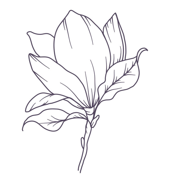 Manolya Çizgisi Çizimi. Siyah beyaz çiçek buketleri. Çiçek Rengi Sayfası. Çiçek Hattı Sanatı. İnce Çizgili Manolya çizimi. El çizimi çiçekler. Botanik boyama. Düğün davetiyesi çiçekleri - Vektör, Görsel