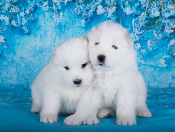 Dos pequeños cachorros blancos esponjosos Samoyed perros están sentados sobre fondo azul con flores azules. - Foto, imagen