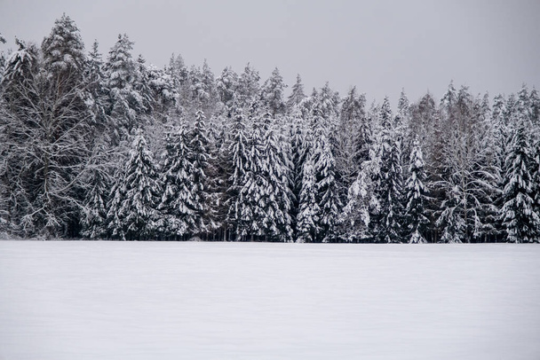 Beyaz karda kış ormanı. Ormanda çam dallarında çok kar var. Kar ve Noel ağaçları ile güzel bir kış ormanı. - Fotoğraf, Görsel