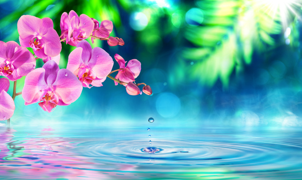 Orchidej v zen zahrada s kapičky na rybníku - Fotografie, Obrázek