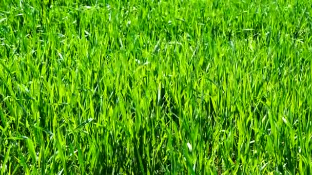 Вирощування зелених пшеничних полів (4K
) - Кадри, відео