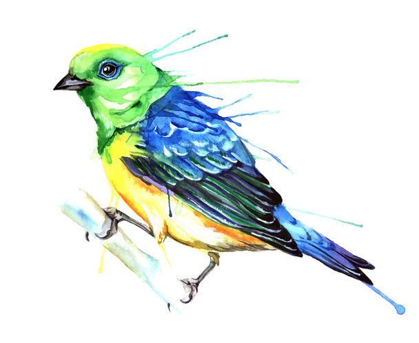 Watercolor style of bird. - Vector, afbeelding