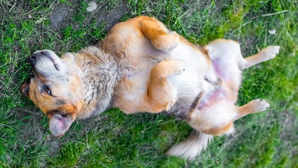 Забавный добродушный пес лежит с лапами в парке на зеленой траве - Фото, изображение