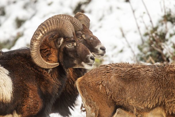 mouflon macho (Ovis aries musimon) é uma subespécie selvagem da ovelha doméstica primitiva, na floresta de inverno - Foto, Imagem