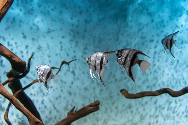 Group of tropical fish Pterophyllum scalare altum swimming in aquarium blue water. Tropical striped silver black fishes in oceanarium pool - Fotografie, Obrázek