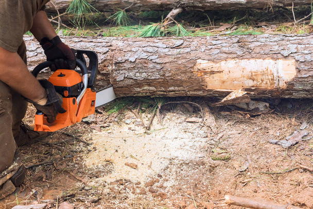 経験豊富な木材ジャックは,森林地帯でガソリン駆動チェーンソーを使用して木を切断します - 写真・画像