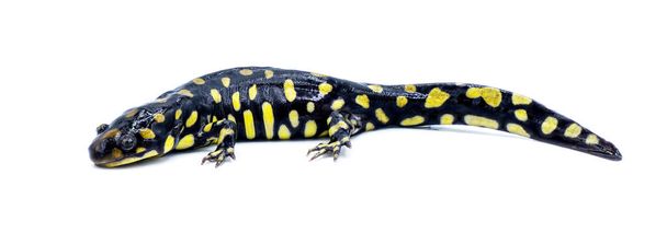 Дикий саламандра самца восточного тигра - Ambystoma tigrinum tigrinum - черные и яркие лимонно-желтые пятна пятна с головой вверх. Северная центральная версия Флориды. Изолированный вид на белый фон - Фото, изображение