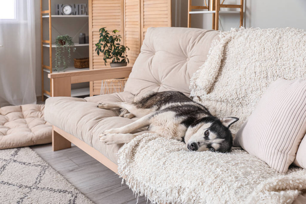Adorable perro Husky en el sofá en casa - Foto, imagen