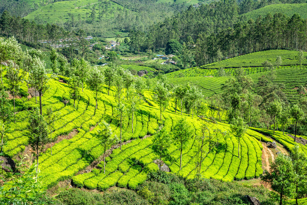 Zielone pola plantacji herbaty na wzgórzach krajobraz, Munnar, Kerala, południowe Indie - Zdjęcie, obraz