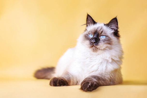cat junior of the Neva masquerade breed with blue eyes. Kitten on a yellow background. - Photo, Image