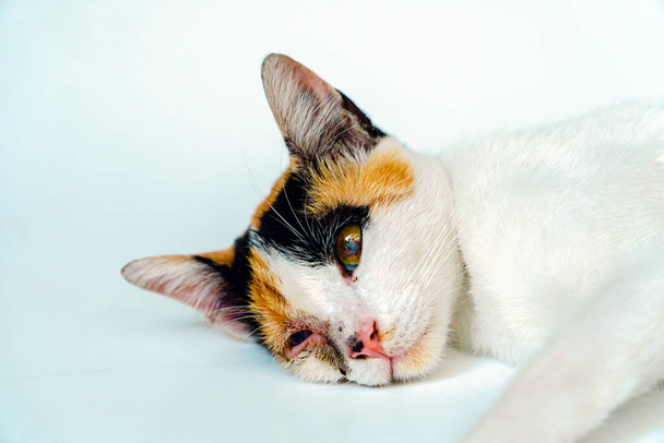2-vuotias aikuinen kotimainen kissa, jolla on haava oikean silmän päällä, on rentouttava valkoisella taustalla. Lähikuva kuva valkoinen kissa kuvio, joka poseeraa laiskasti ja näyttää erittäin rento ja söpö - Valokuva, kuva