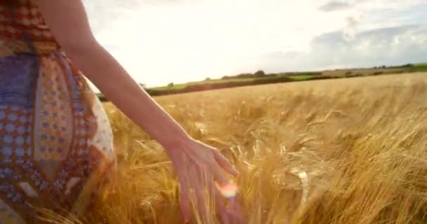 Hands, wheat field and walk with closeup, woman and outdoor in summer sunshine, mockup space or nature. Girl, hand and countryside with plants, grass or crop with sustainability, holiday or adventure. - Footage, Video