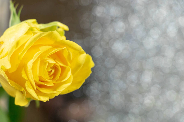 Жовта троянда на срібному блискучому фоні з негативним простором для тексту - Фото, зображення