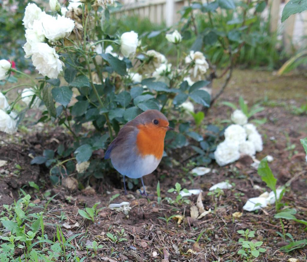 Robin sam przed łóżkiem z białych róż w ogrodzie - Zdjęcie, obraz