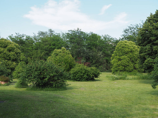 луг і дерева пейзаж з копіюванням простору корисного як фон - Фото, зображення