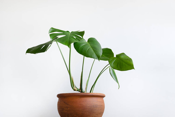 Swiss Cheese Plant or Monstera in a clay pot on a white background, close-up - Photo, Image