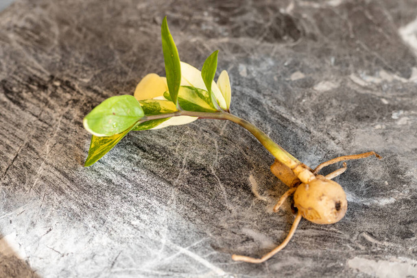 pianta di zz variegata rizoma molle primo piano - Foto, immagini