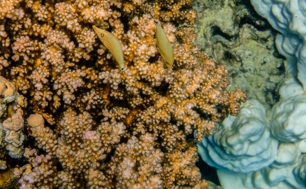 δύο μικρά φιλέτα αρλεκίνος σε πορτοκαλί κοράλλια στην Ερυθρά Θάλασσα egypt - Φωτογραφία, εικόνα