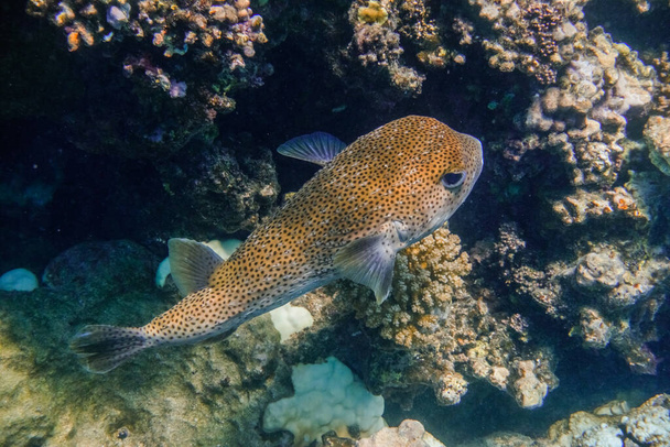 solo punto aleta porcupinefish flotando cerca del arrecife de coral en el egipto del mar rojo - Foto, Imagen